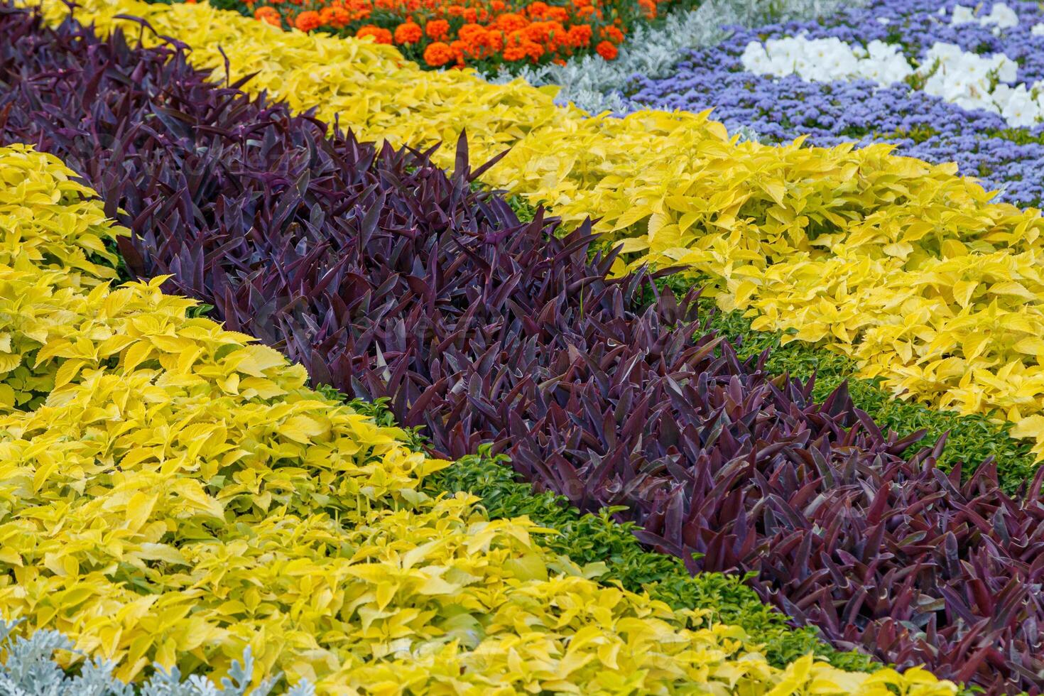 beautiful multi-colored flower beds of flowers photo