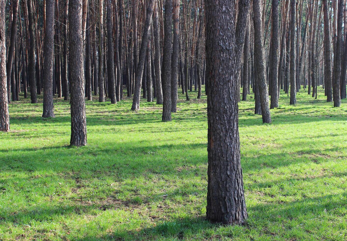 Young Green Grass Covered Ground In A Pine Tree Woods photo