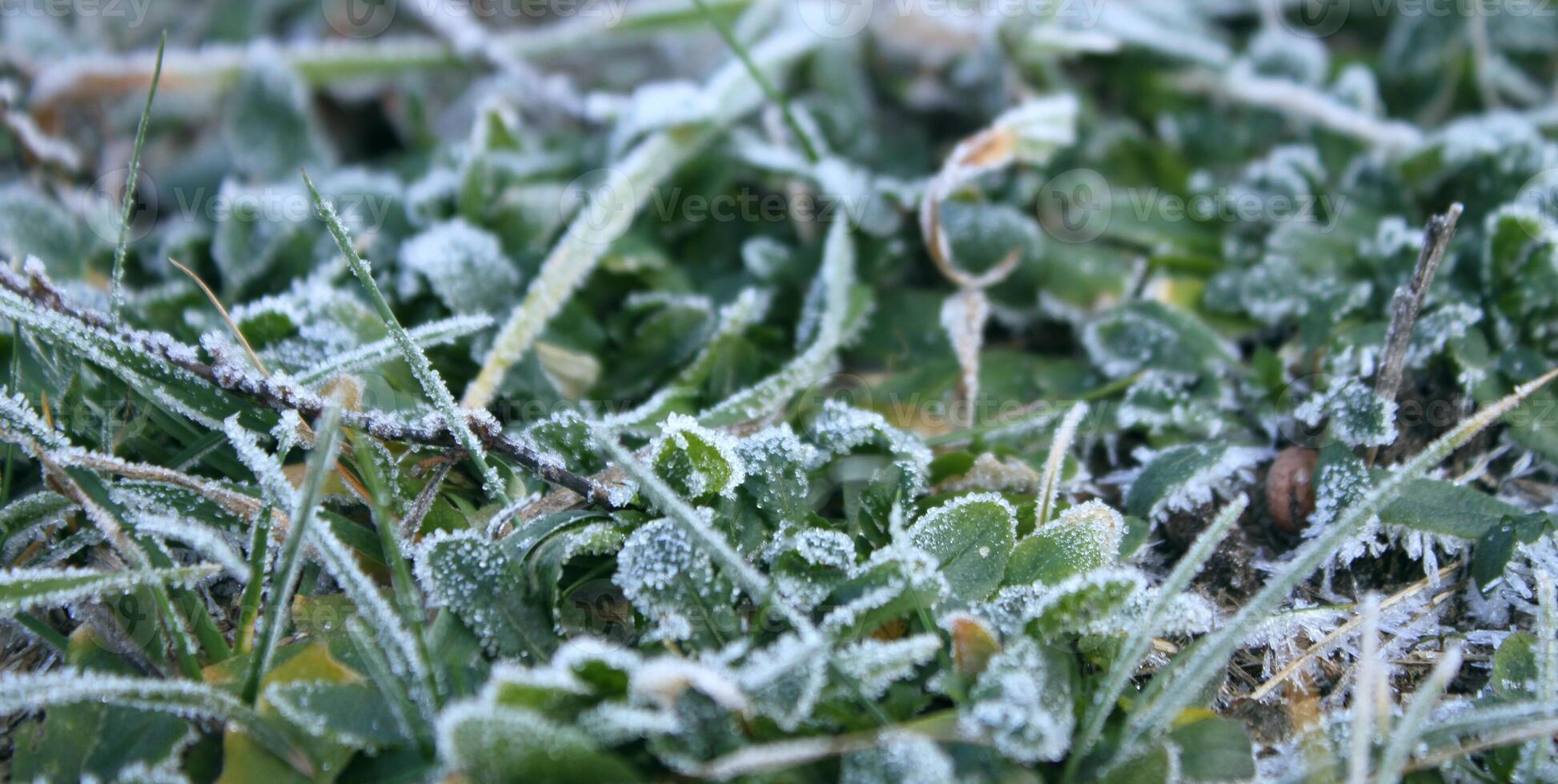 First snow on the wild raspberry bush closeup photo