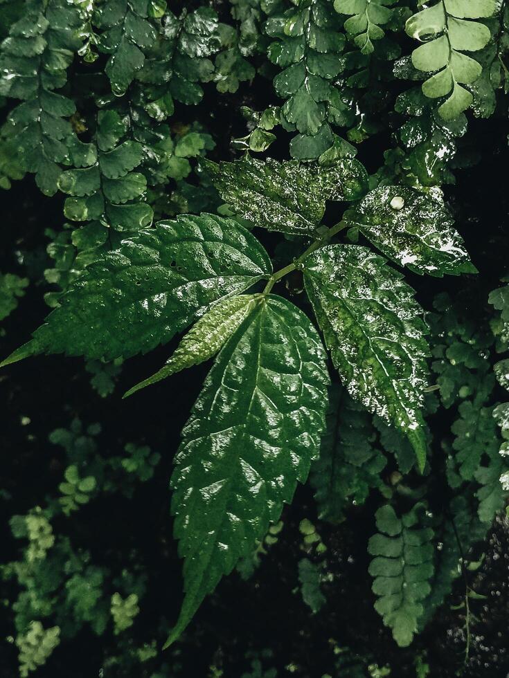 wet green leaves photo