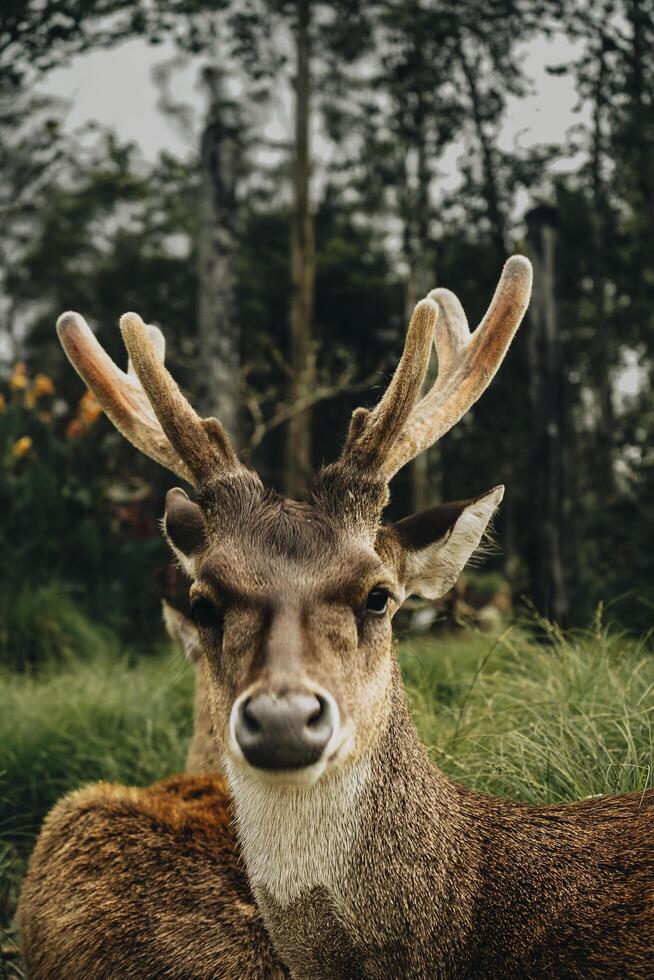 deer in captivity photo