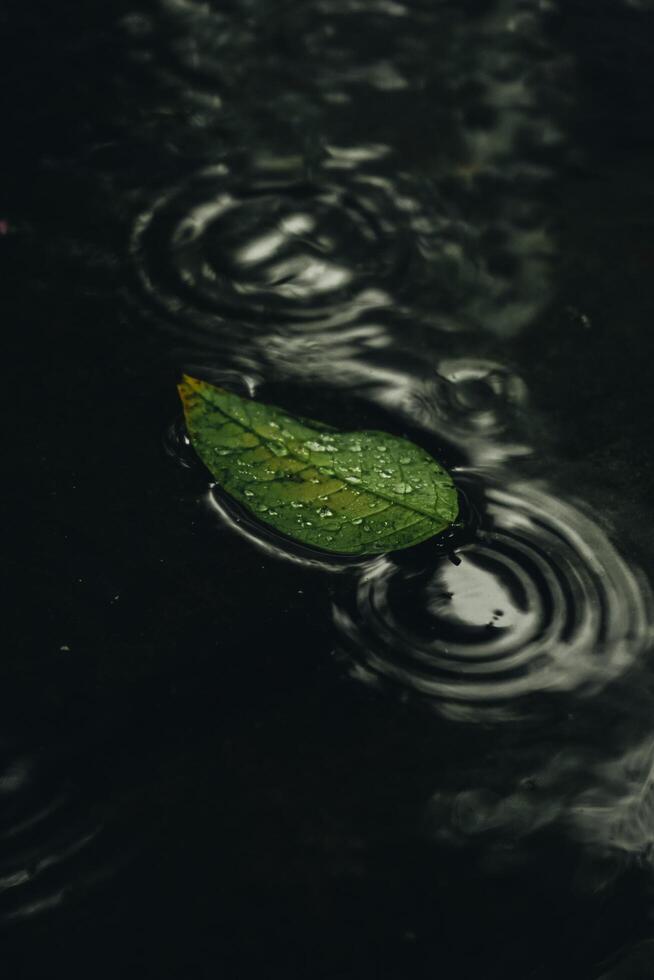 Premium HD Leaf Wallpaper photo