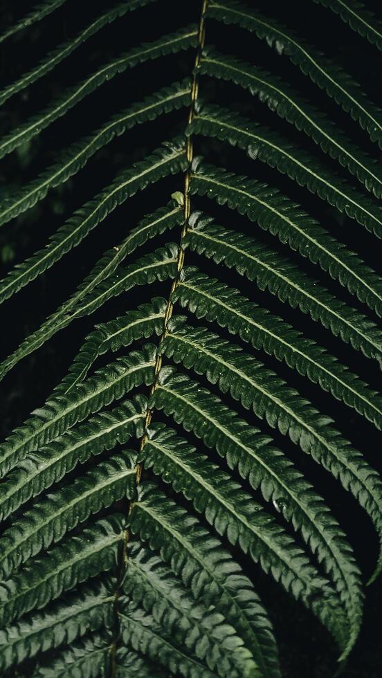 leaf close up photo