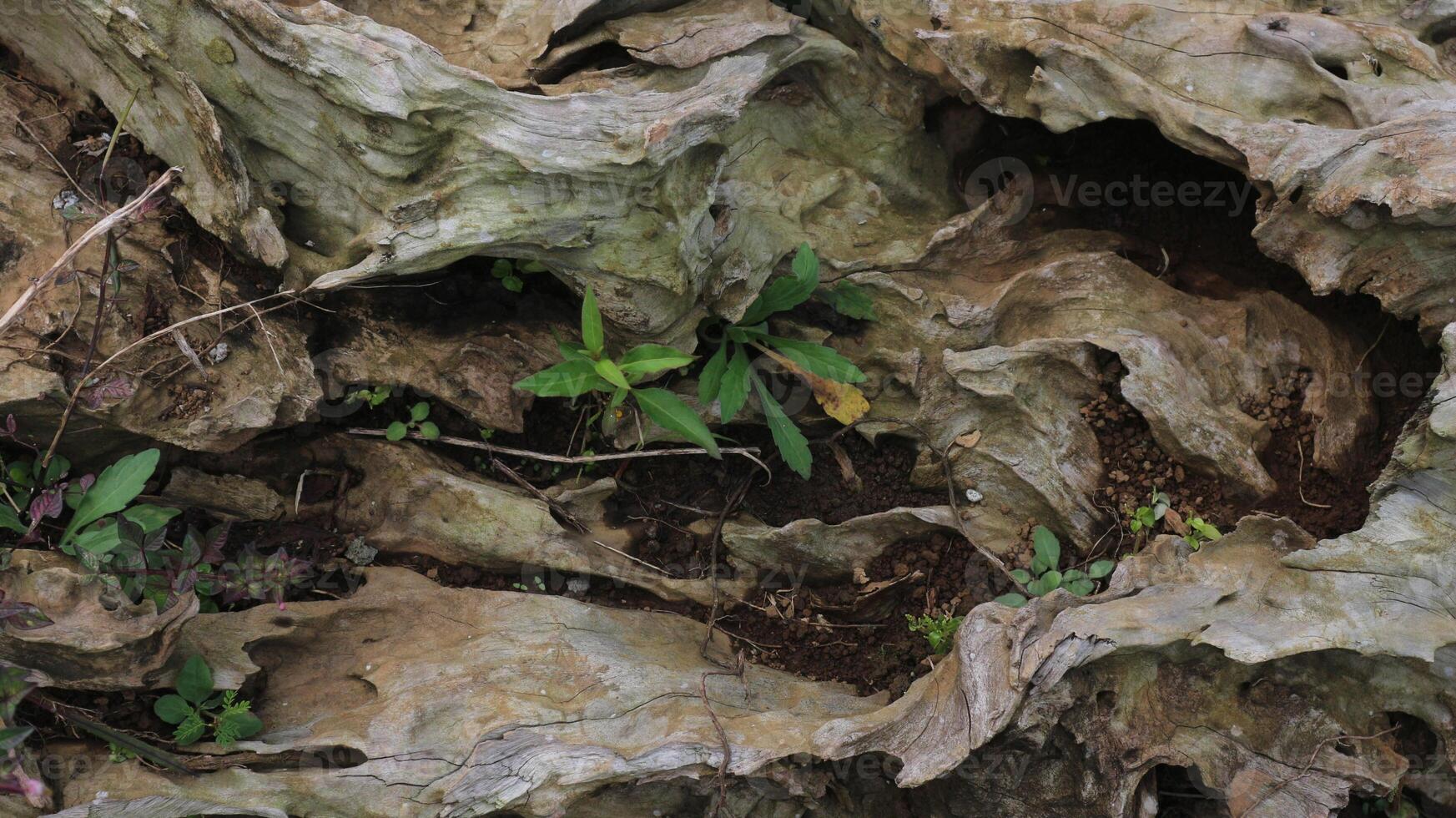 dried trunk of an old tree with roots. Close up of tree trunk texture photo