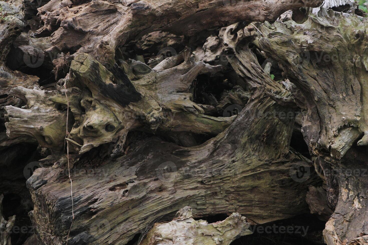 dried trunk of an old tree with roots. Close up of tree trunk texture photo