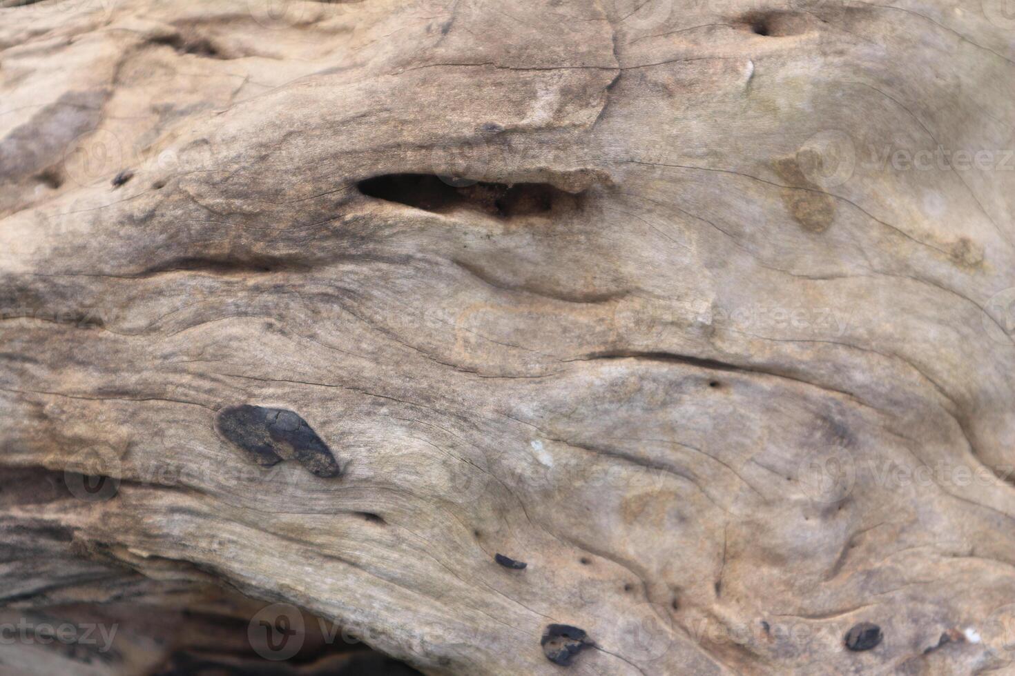 dried trunk of an old tree with roots. Close up of tree trunk texture photo