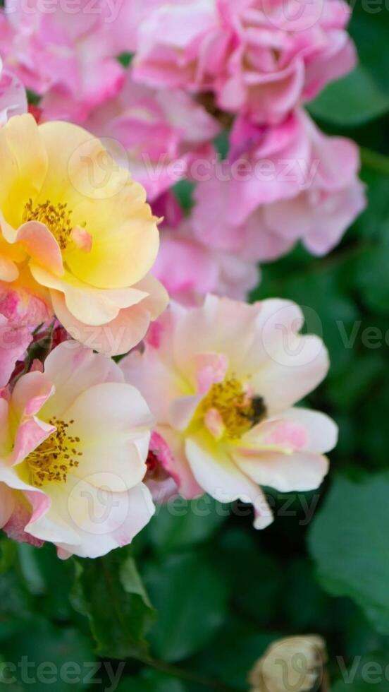Close-up of a pink rose on a dark green background. High quality photo