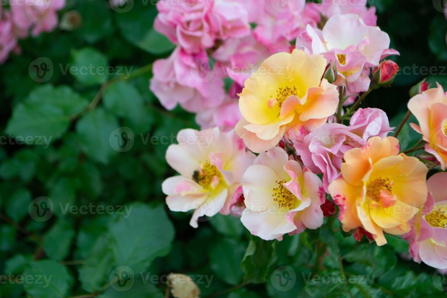Close-up of a pink rose on a dark green background. High quality photo