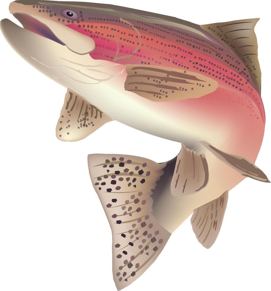 salmon trout freshwater fish vector