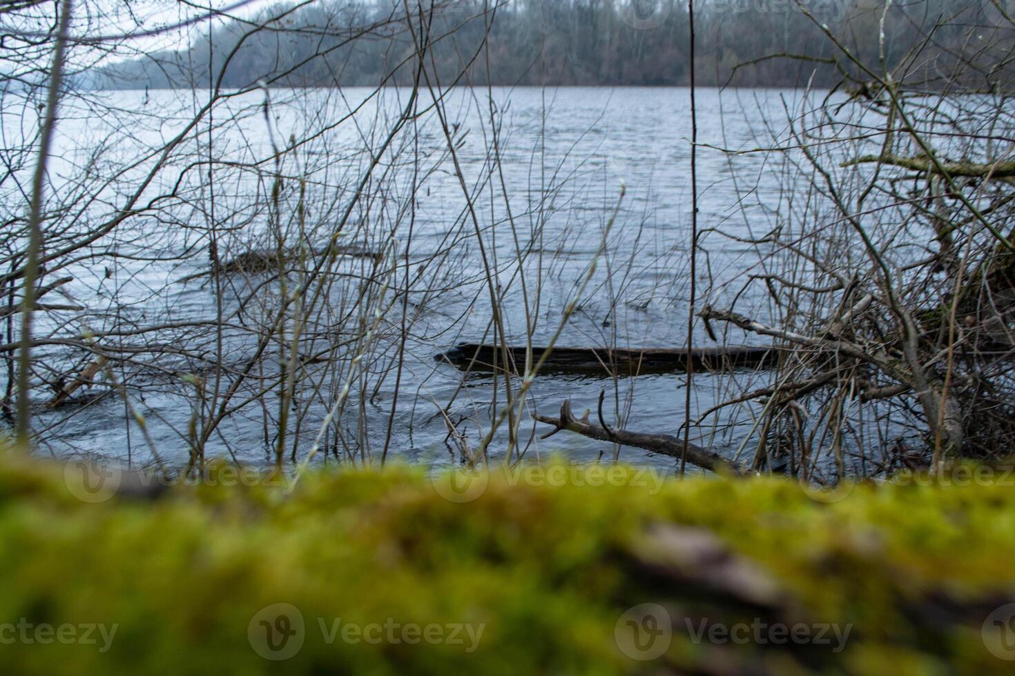 A river with a mossy surface and a bridge in the background photo