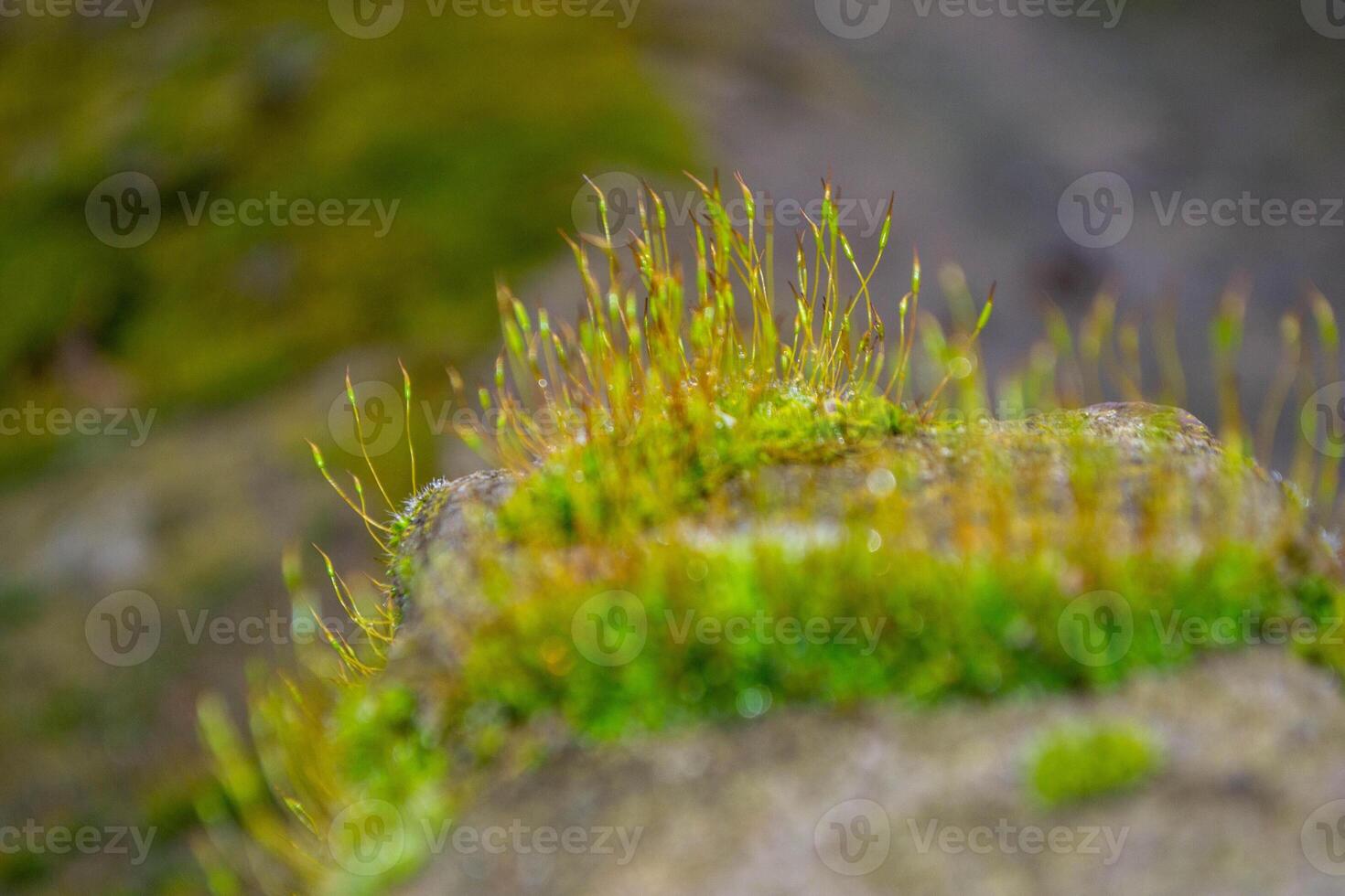 A tree trunk with moss on it and a sky background photo