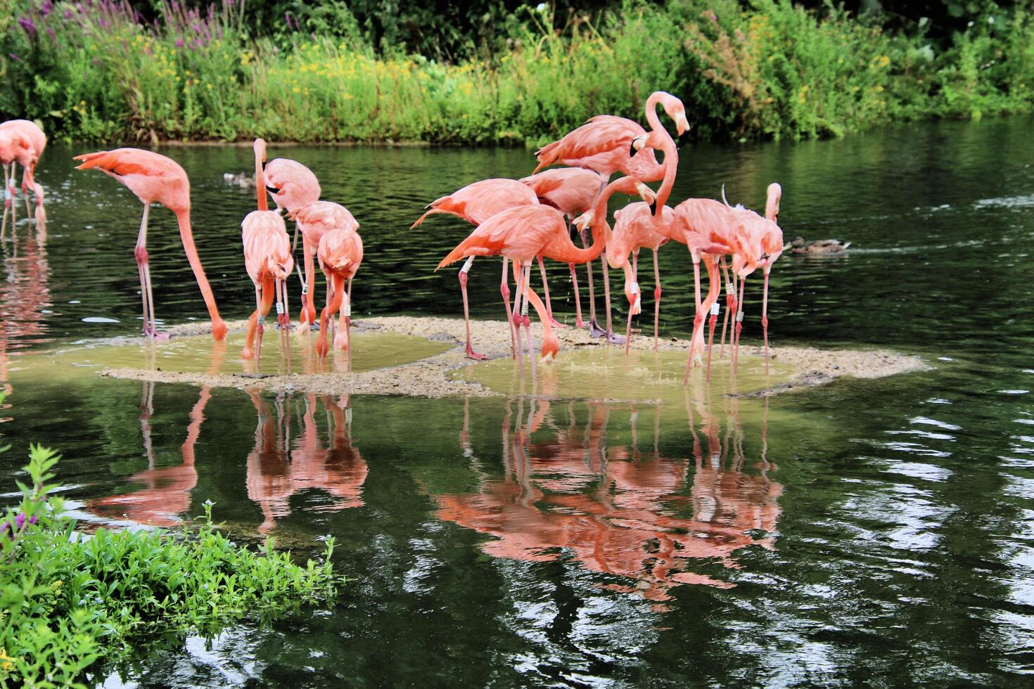 a VIEW OF A fLAMINGO photo