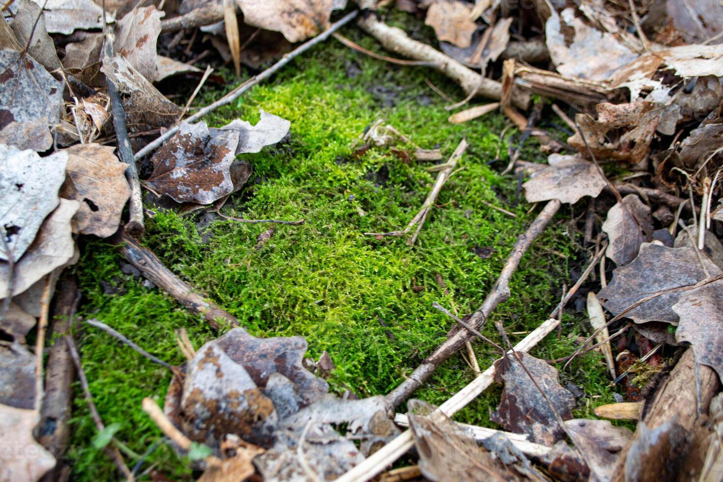 A tree trunk with moss on it and a sky background photo