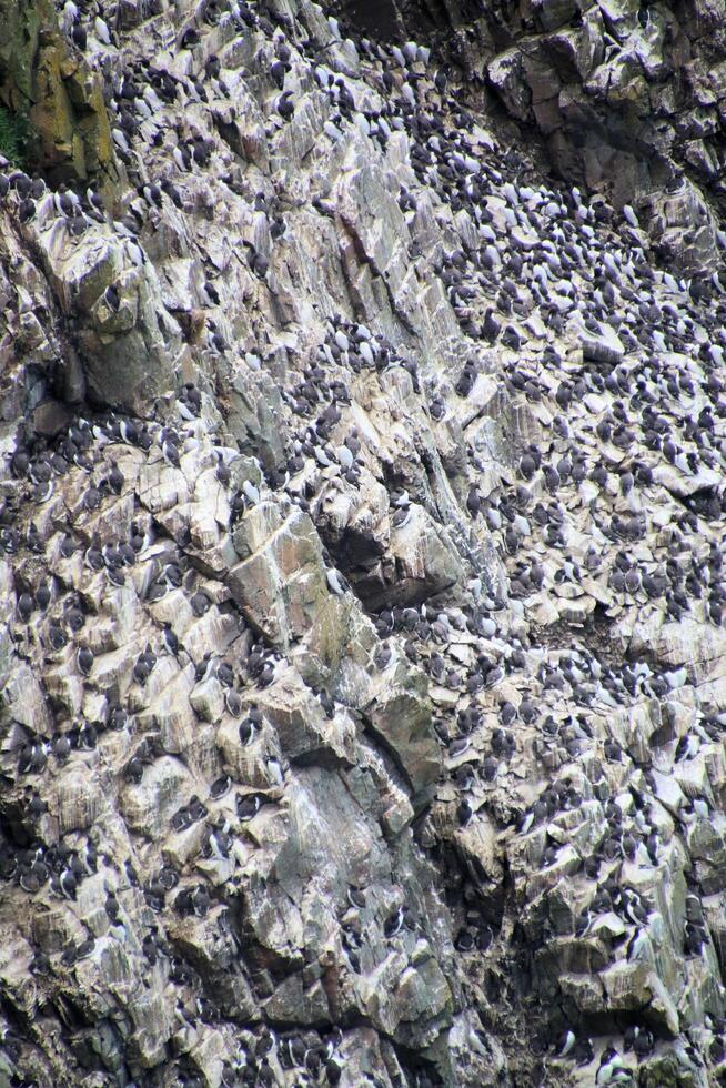 Guillemots on a cliff edge photo