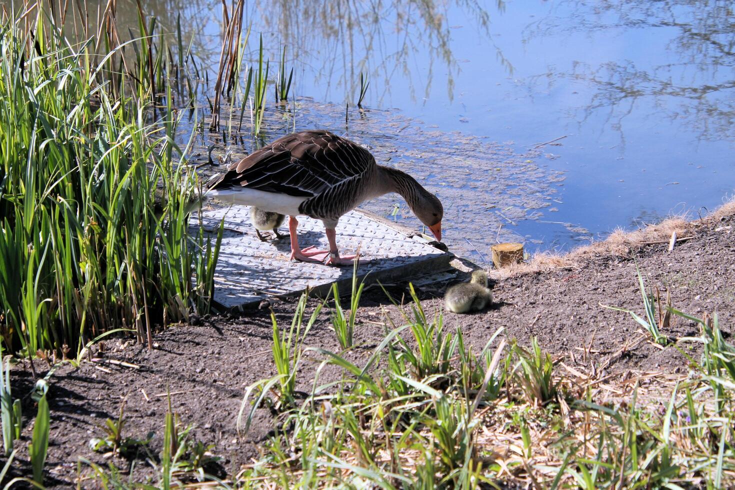 A view of a Greylag Goose photo