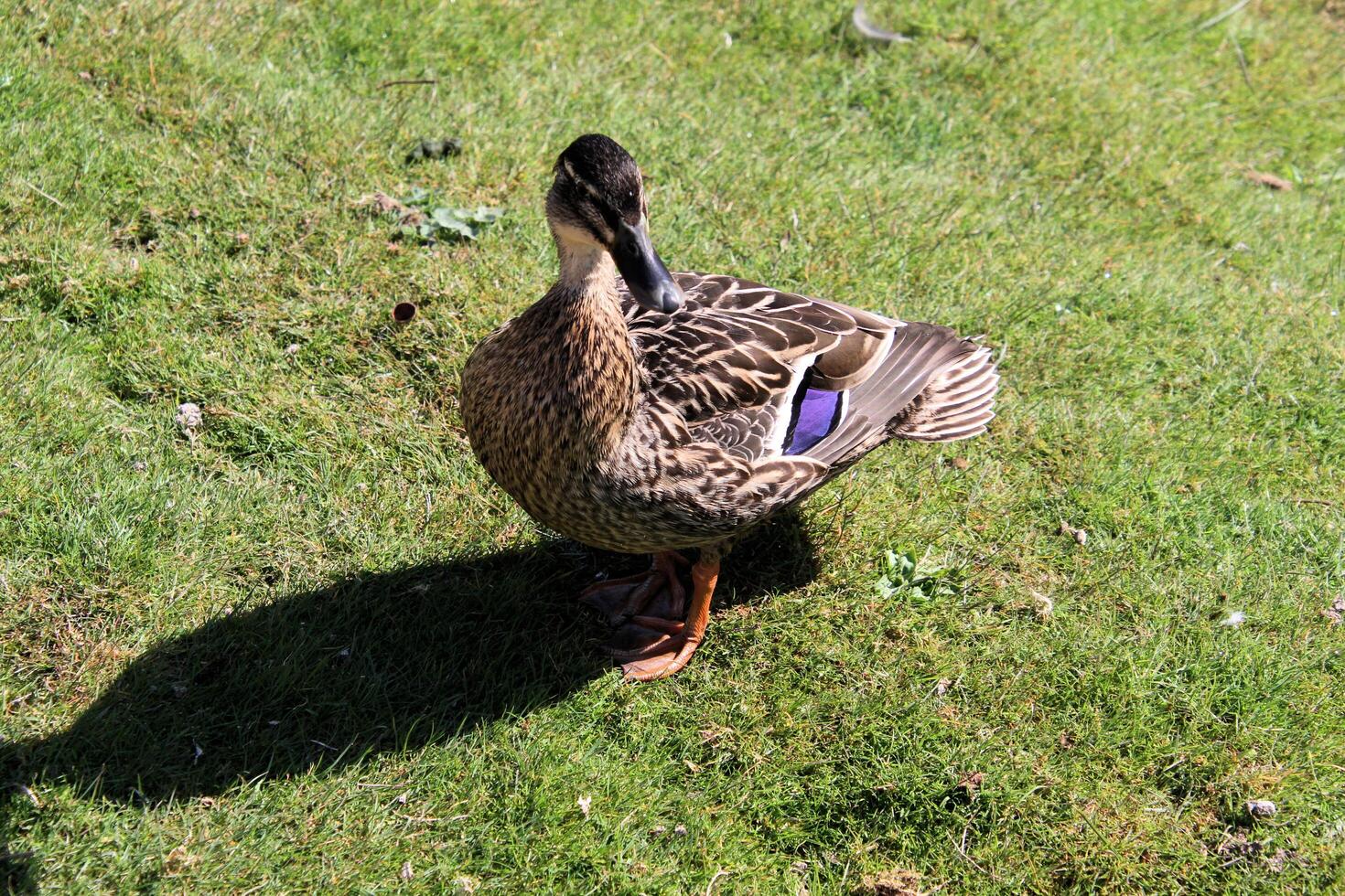 A view of a Mallard Duck photo