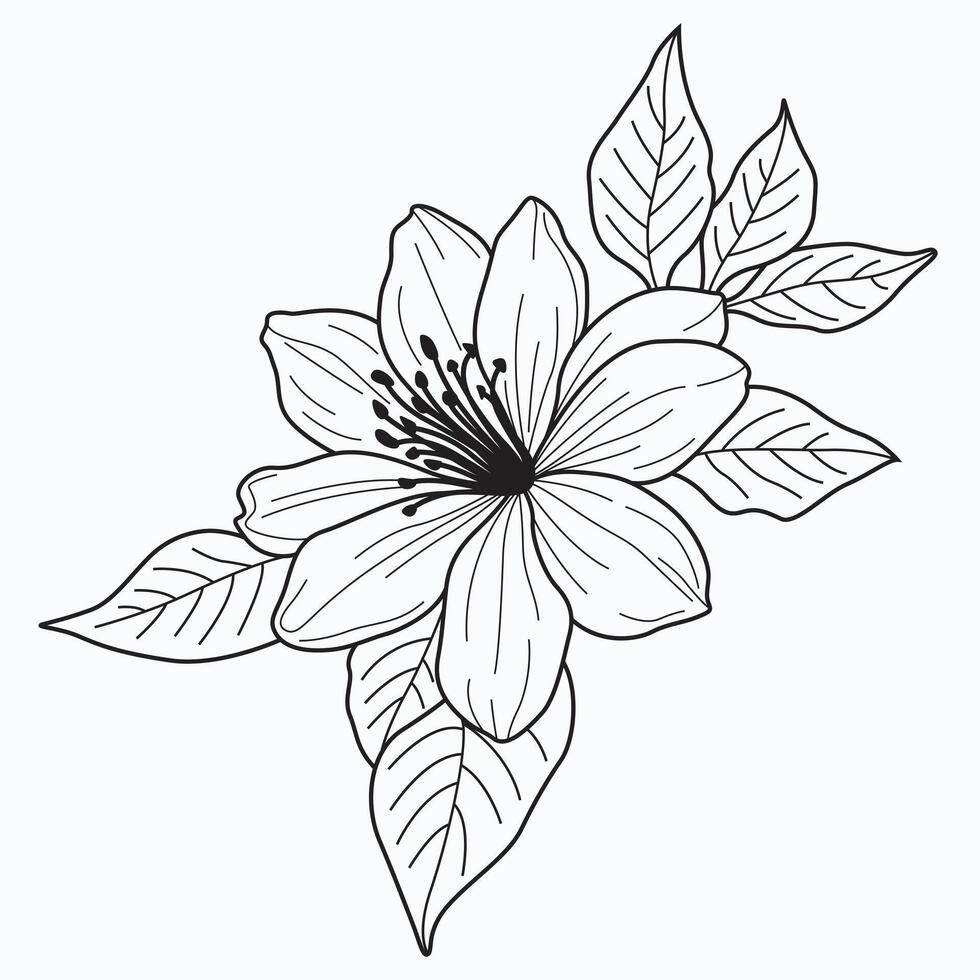 jasmine flower, showcasing intricate details and delicate elegance. Ideal for nature-inspired and timeless design projects. vector