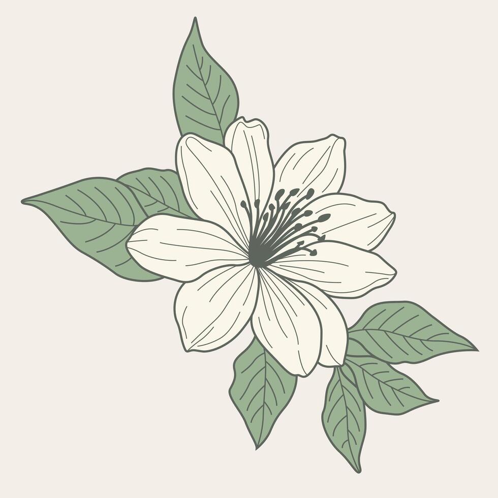 jasmine flower, showcasing intricate details and delicate elegance. Ideal for nature-inspired and timeless design projects. vector