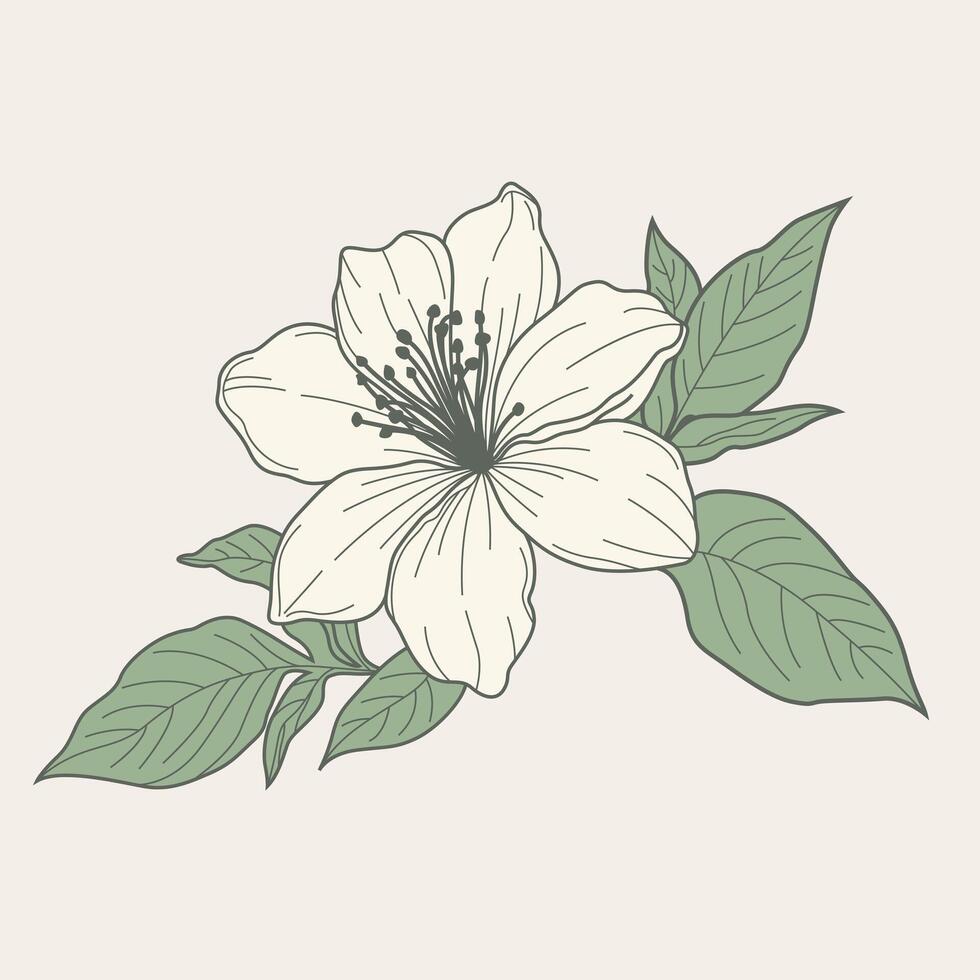 jasmine flower, showcasing intricate details and delicate elegance. Ideal for nature-inspired and timeless design projects. vector