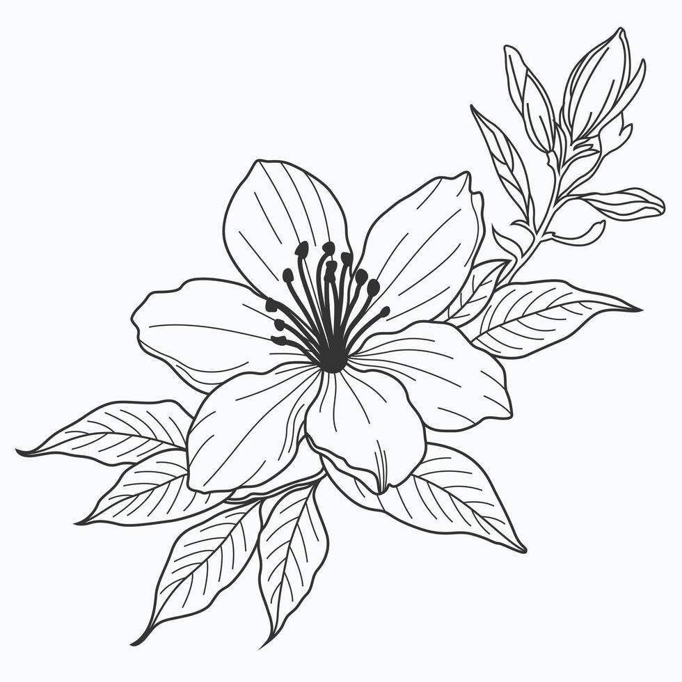 jasmine flower, showcasing intricate details and delicate elegance. Ideal for nature-inspired and timeless design projects. vector