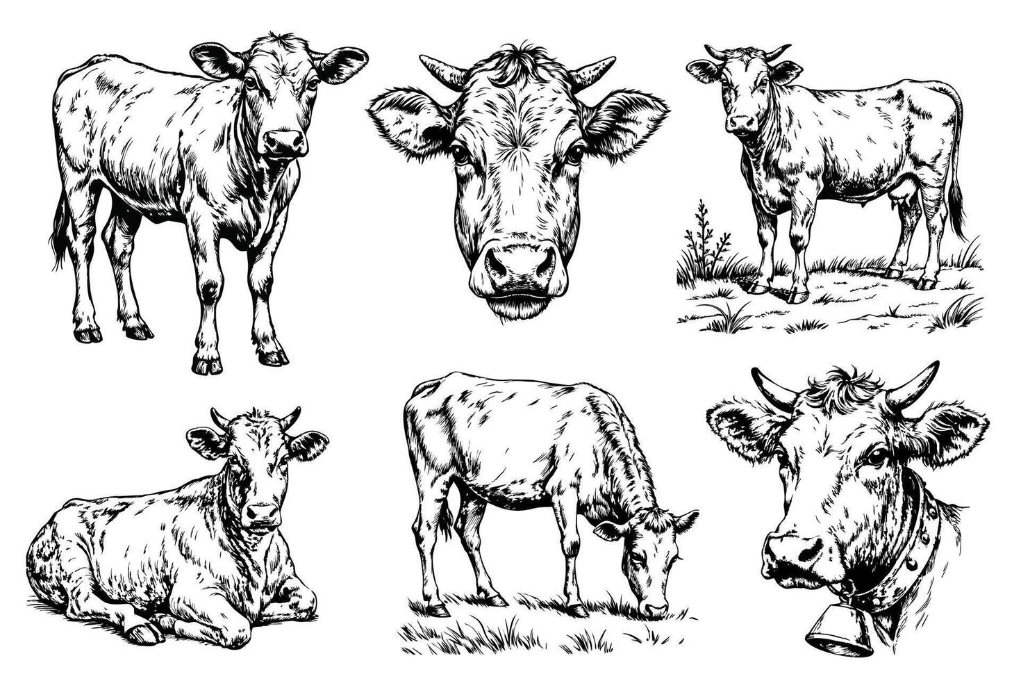 cow set illustration ink sketch. Farm bull background beef animal silhouette art. Black and white hand drawn image vector