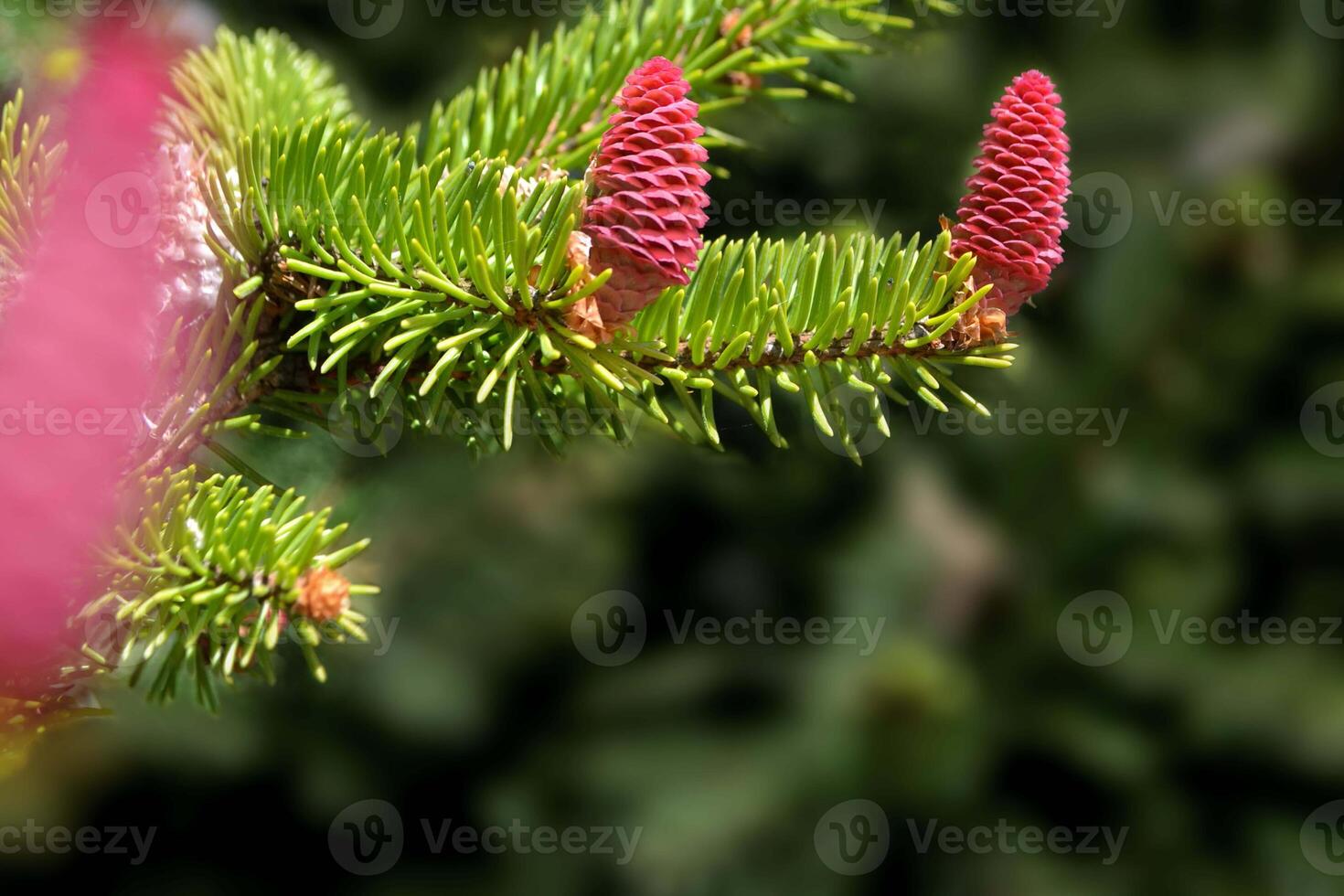 Blue Hoopsi spruce with fresh new red cones photo