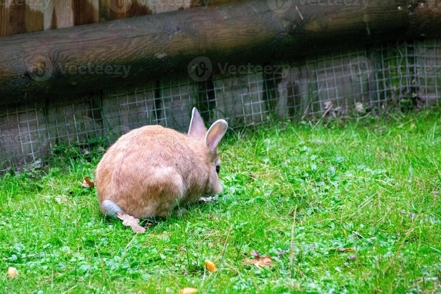 Rabbit on the grass. Animals in the wild photo