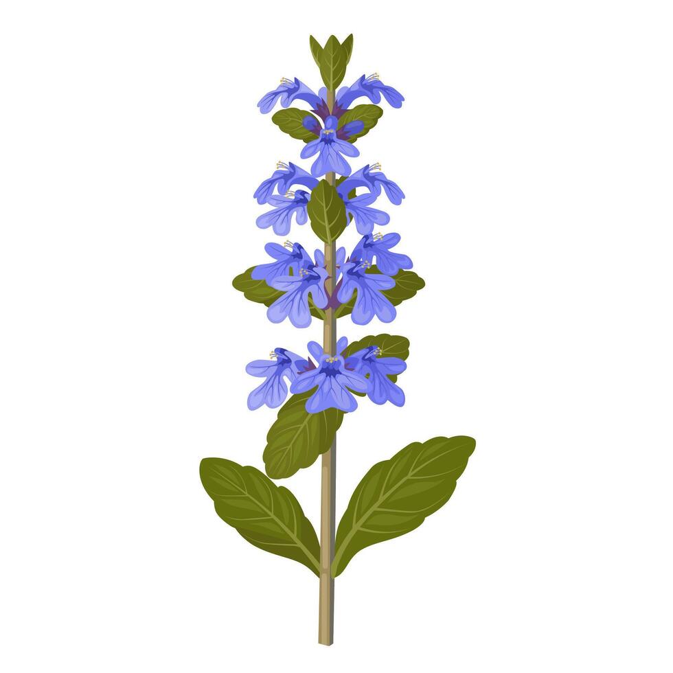 Illustration of Ajuga reptans, commonly known as bugleweed or carpet bugle, isolated on white background. vector