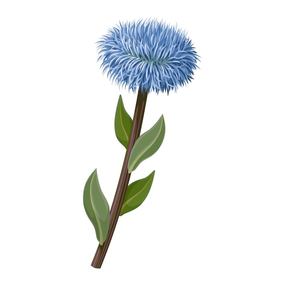 Illustration of globularia vulgaris, also called common blue daisy or common globe daisy, isolated on white background. vector
