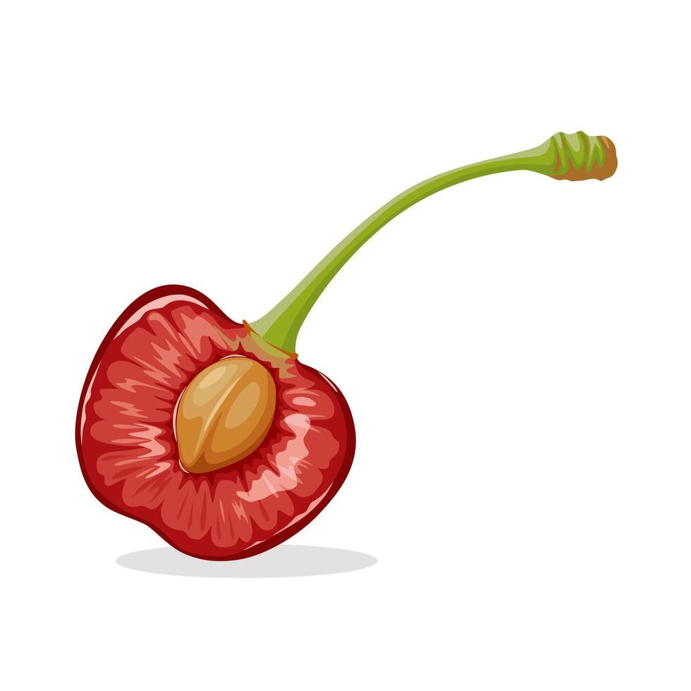 Half red cherry illustration, isolated on white background. vector