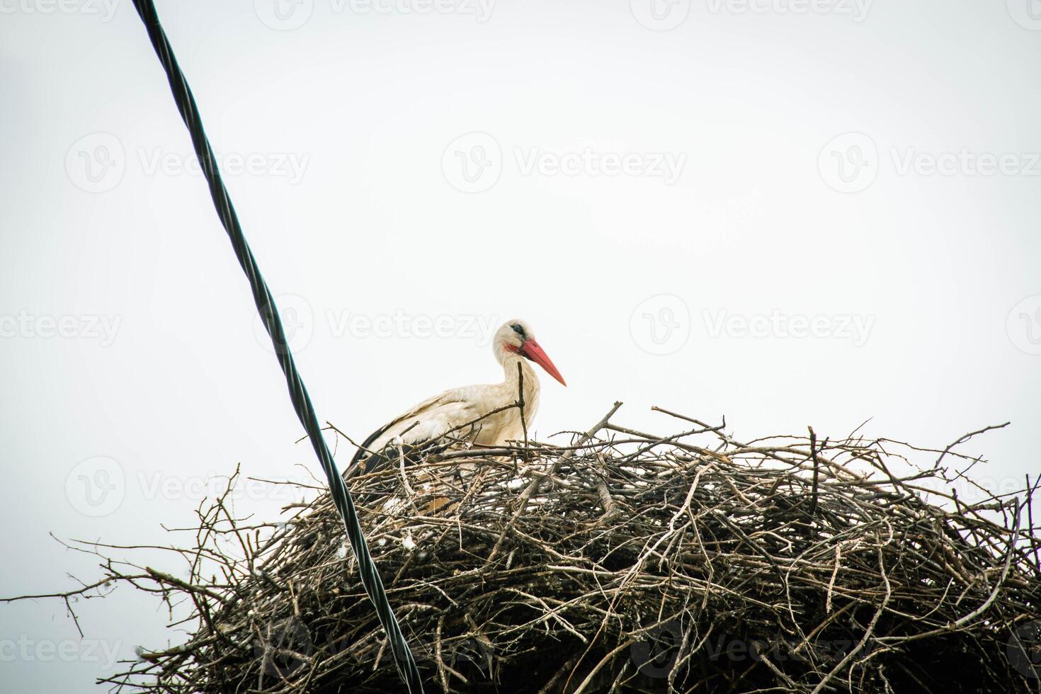 Stork Sitting on a Nest with Clouds on the Sky in the Background. photo