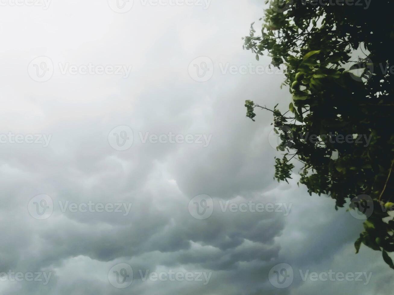 A tree is silhouetted against a cloudy sky filled with cumulus clouds photo