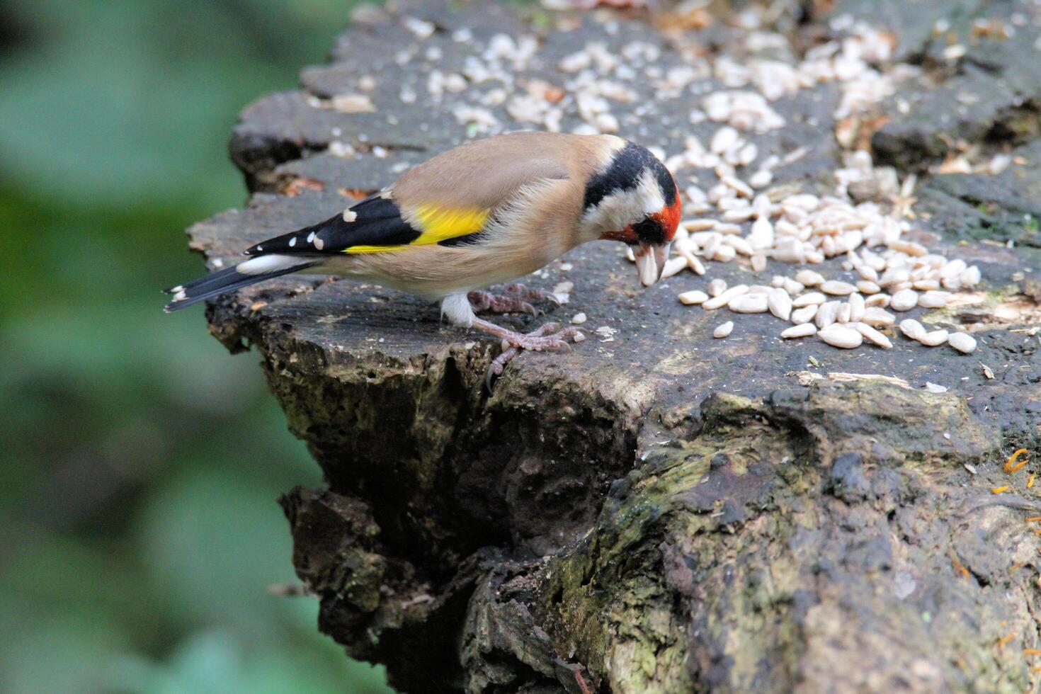 A view of a Gold Finch photo