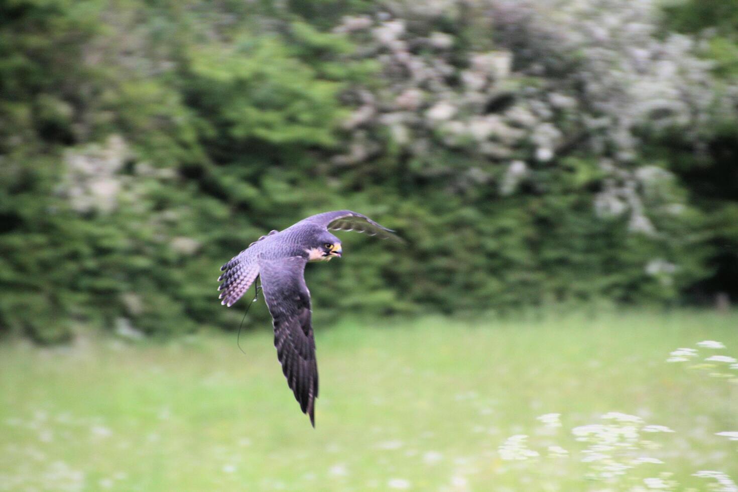 A view of a Peregrine Falcon photo