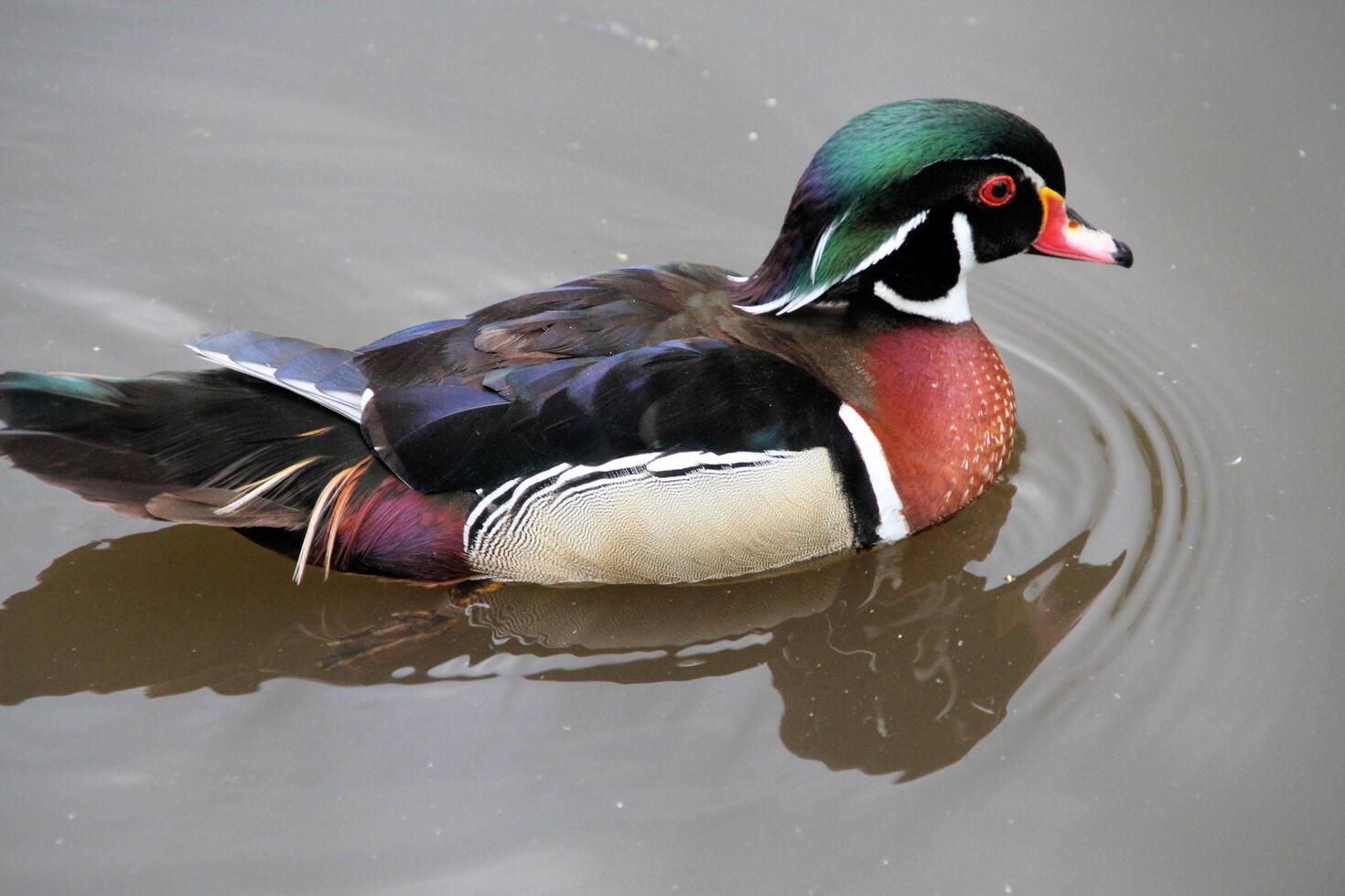 A view of a Duck at Martin Mere Nature Reserve photo