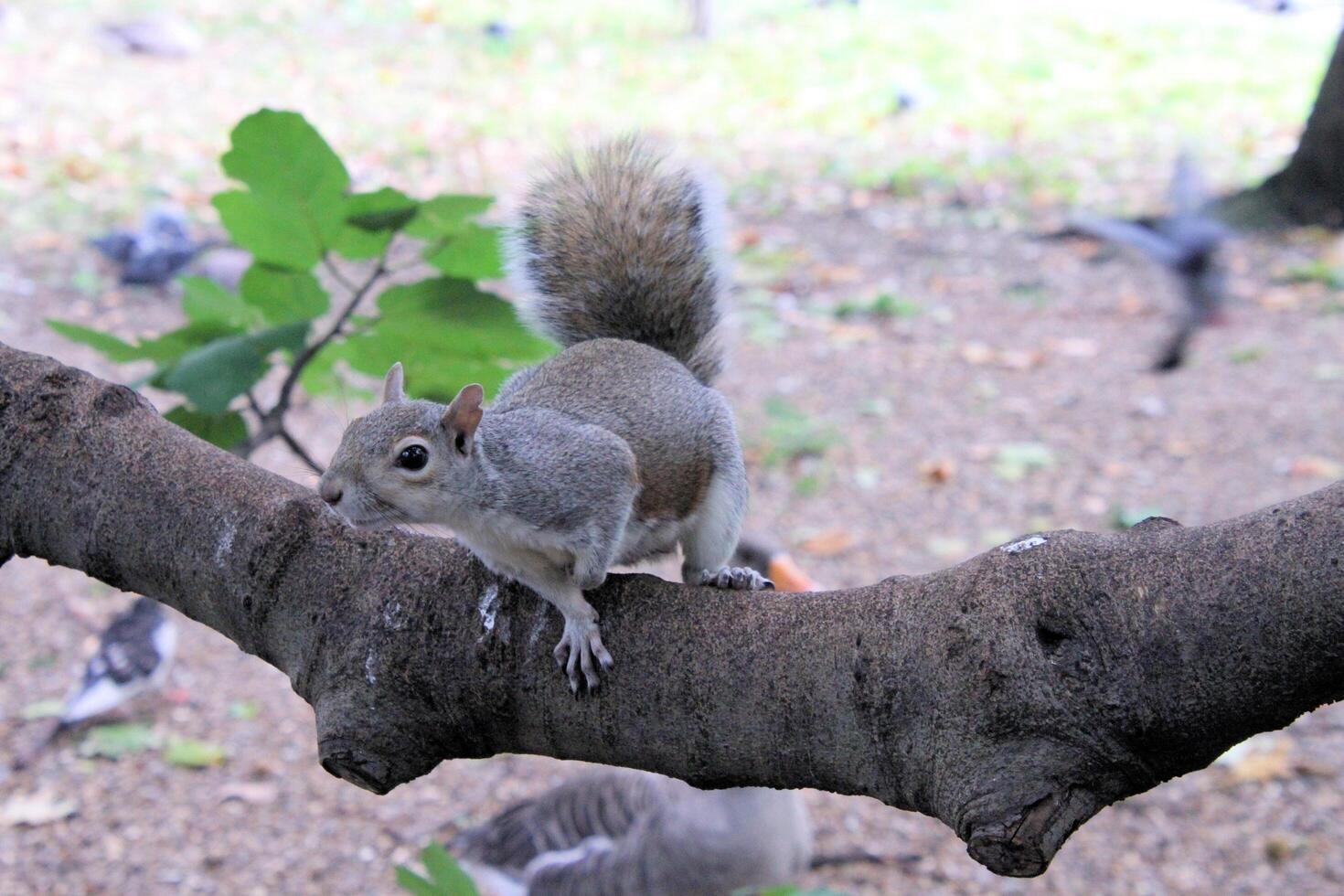 A close up of a Grey Squirrel in the wild photo