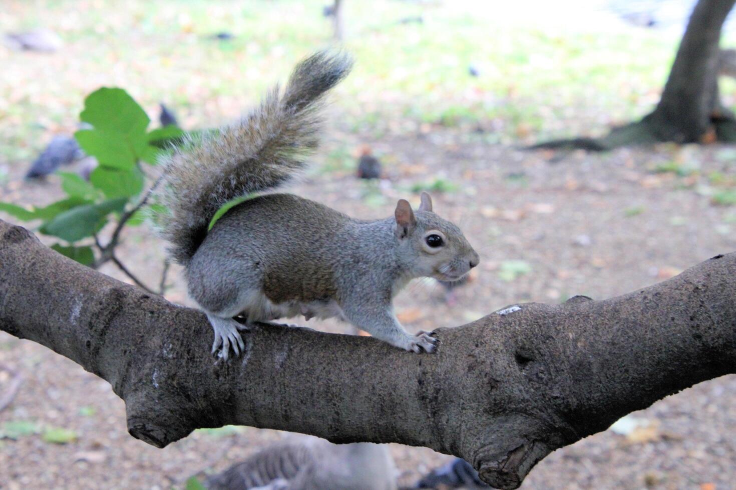 A close up of a Grey Squirrel in the wild photo