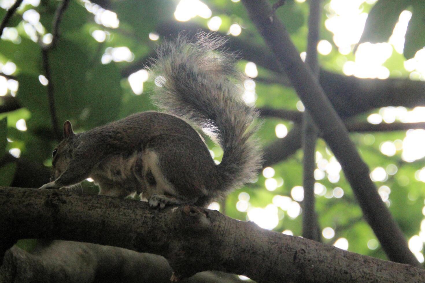 A close up of a Grey Squirrel in the wild photo