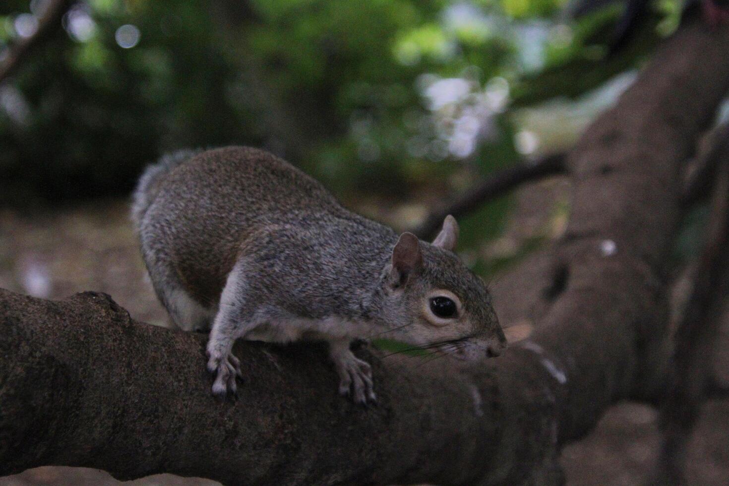A close up of a Grey Squirrel in the wild photo