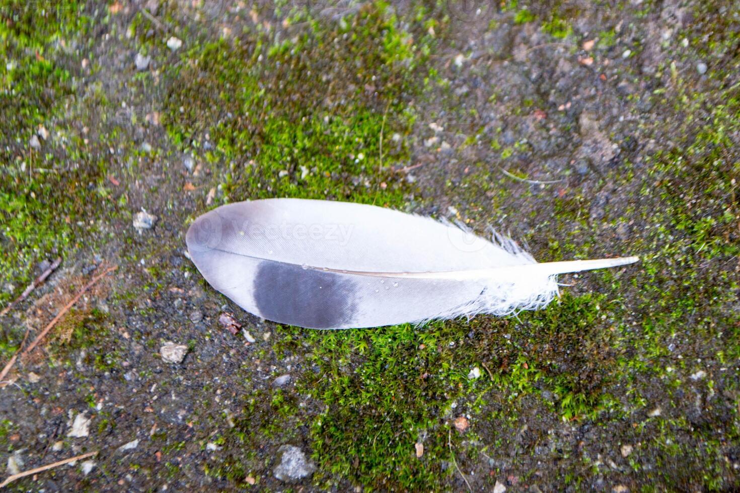 Feather of pigeon drop on ground with sunlight photo