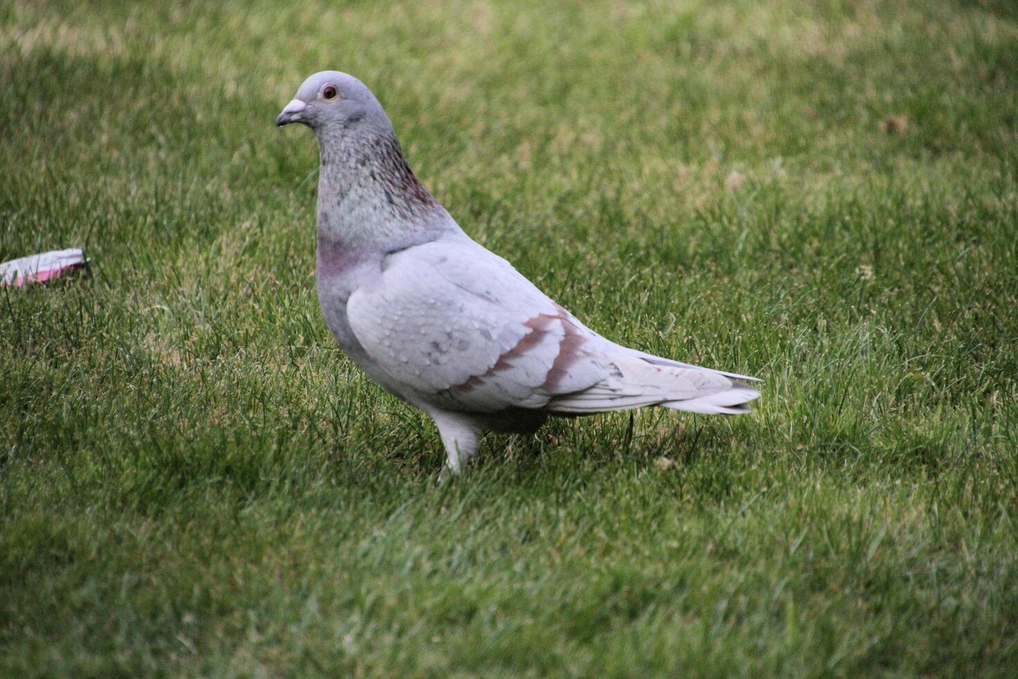 A view of a Pigeon photo