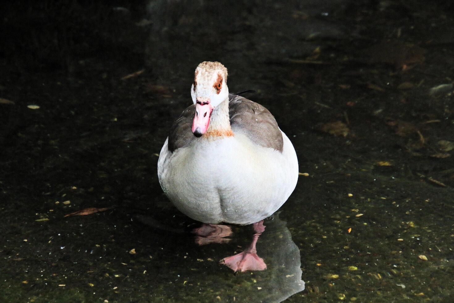 A view of an Egyptian Goose photo