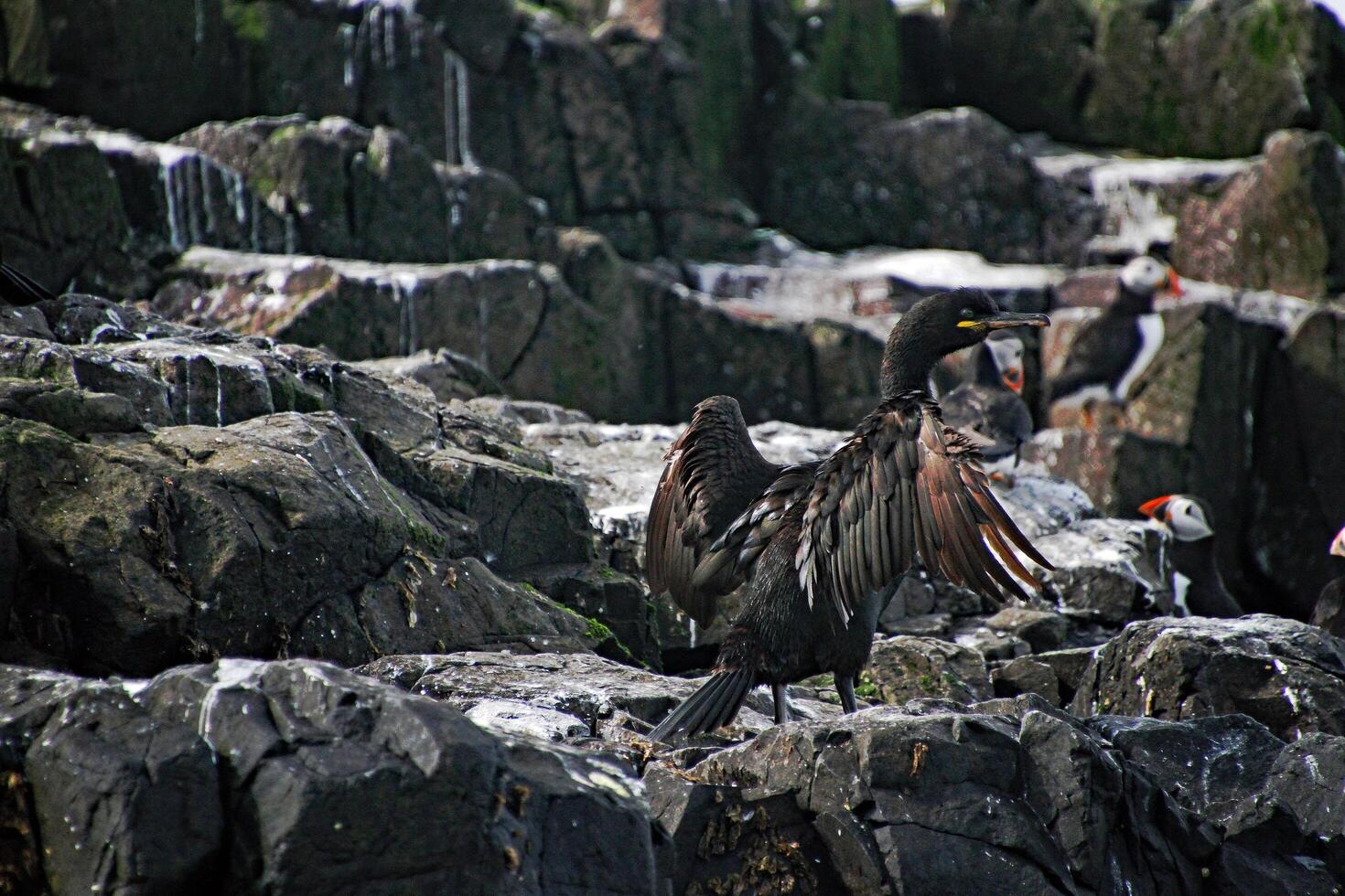 A view of a Cormorant photo
