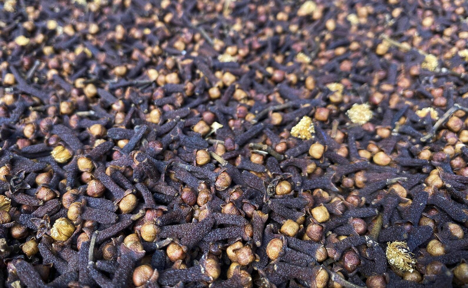 a close up of dried clove photo