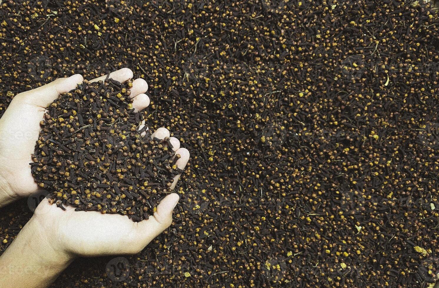 Dry cloves.Two hands are holding cloves background photo