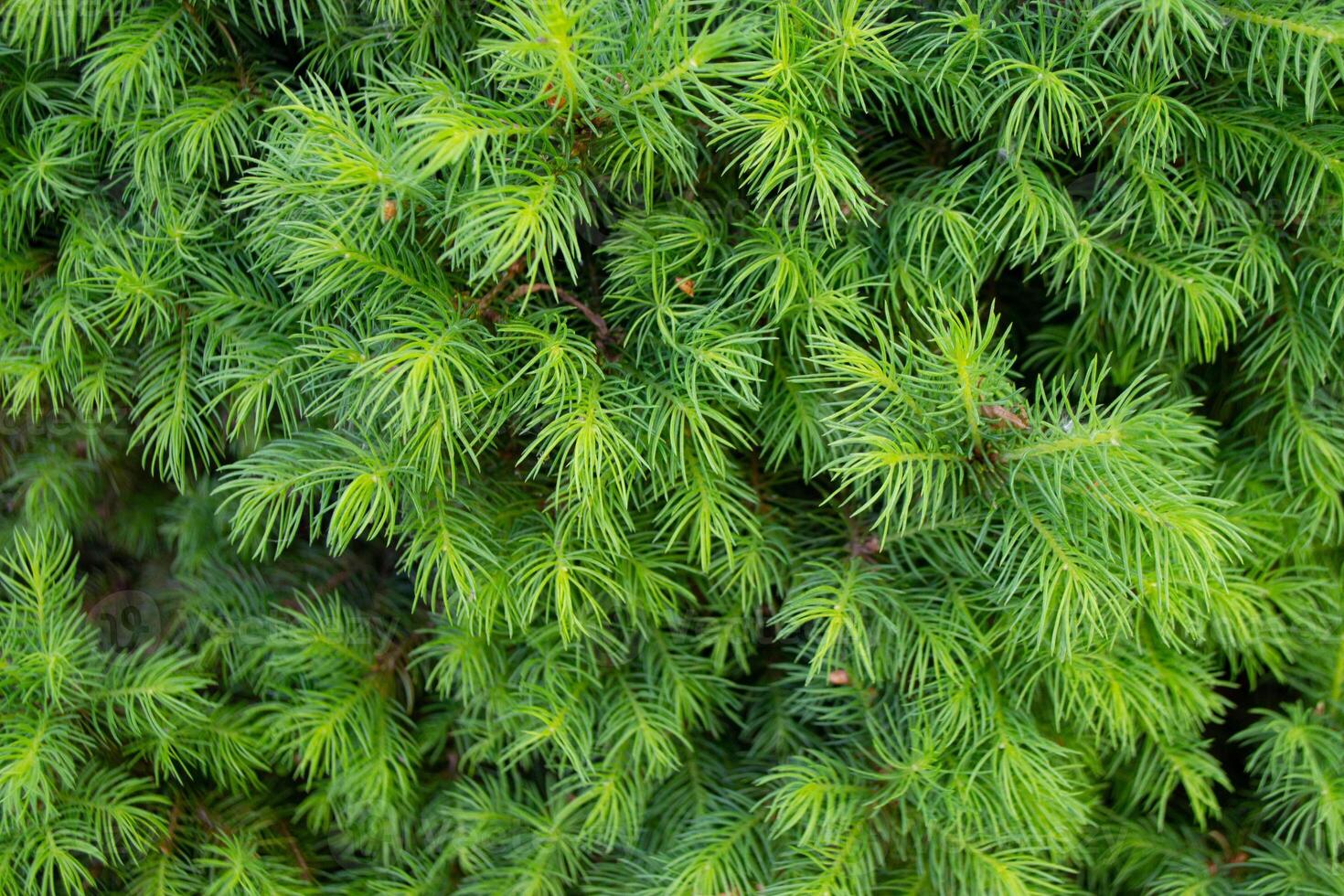 Green toned image of coniferous tree branches photo