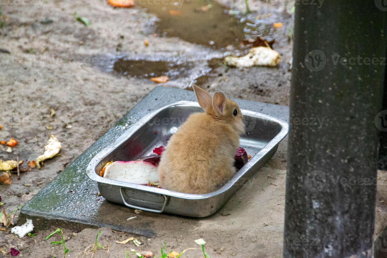 Rabbit on the grass. Animals in the wild photo