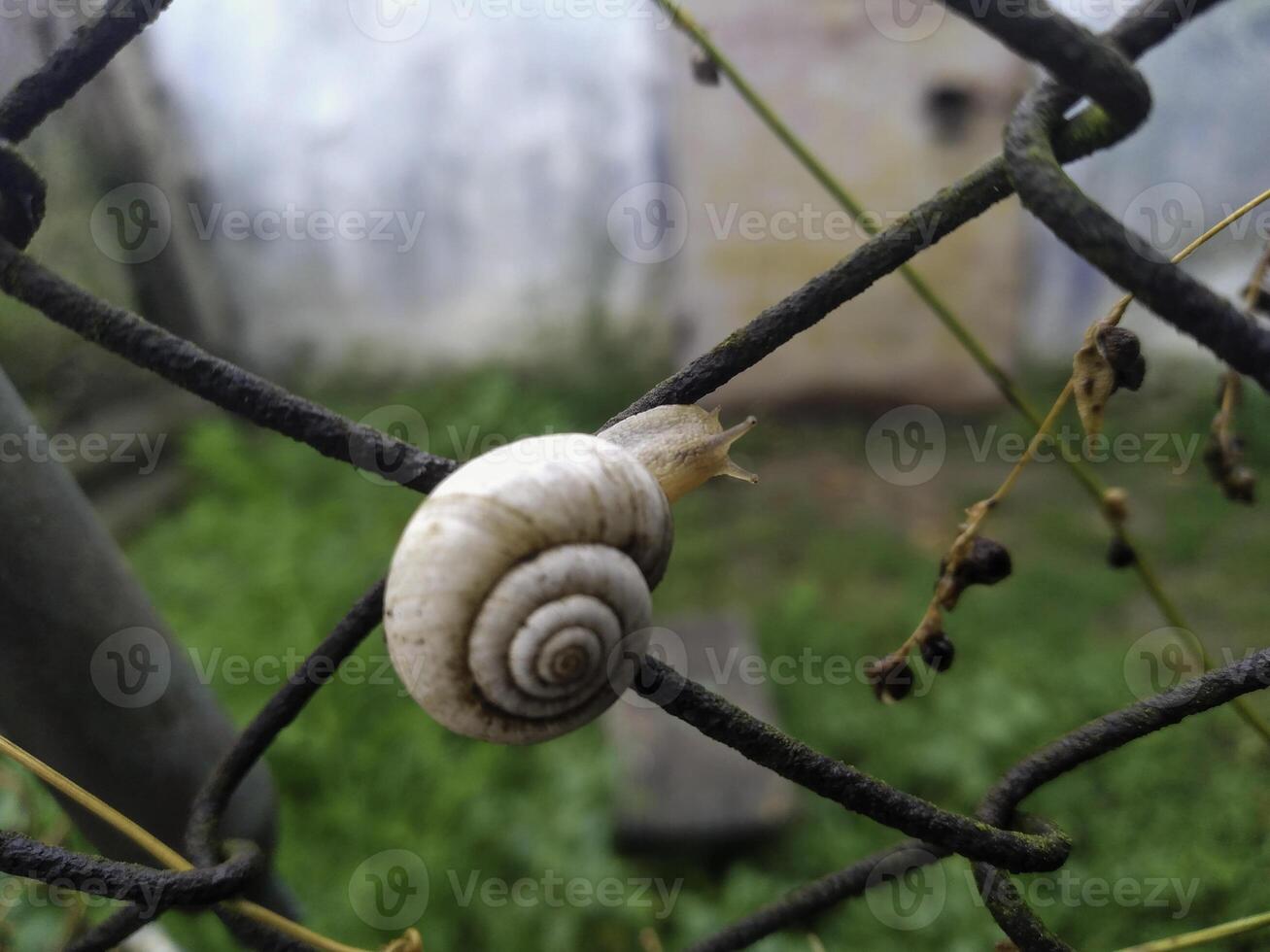 Shot of a white Grape snail Helix pomatia crawling on the tree trunk photo