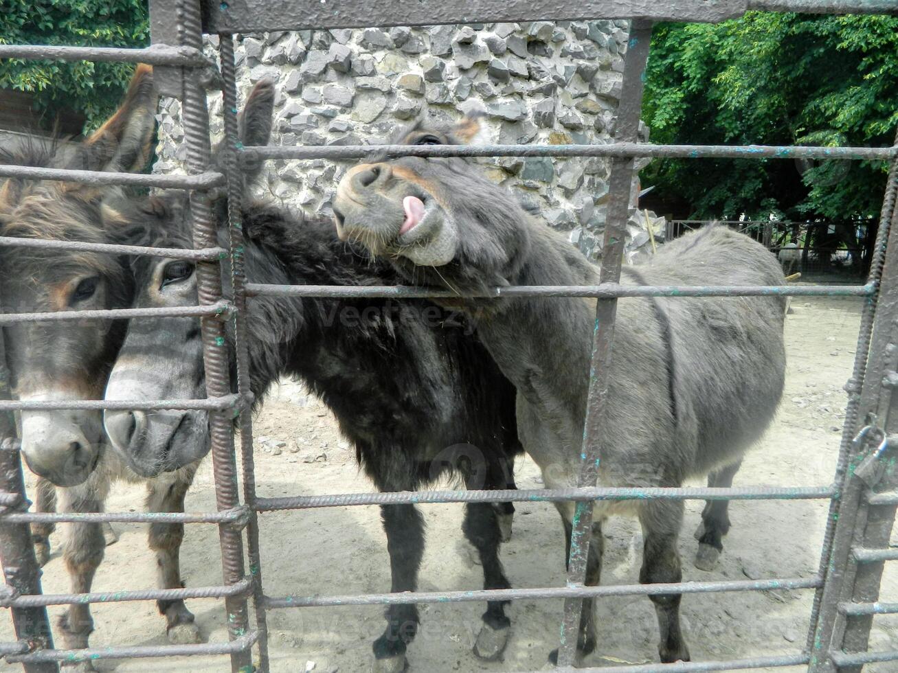 The horse behind the fence is bored in the middle of early autumn photo