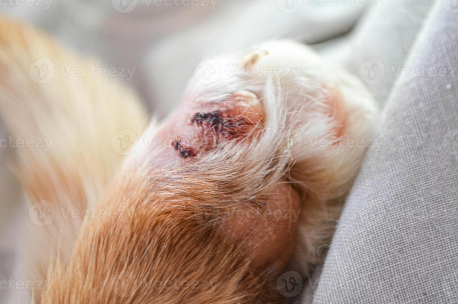 Cat's feet are wounds photo
